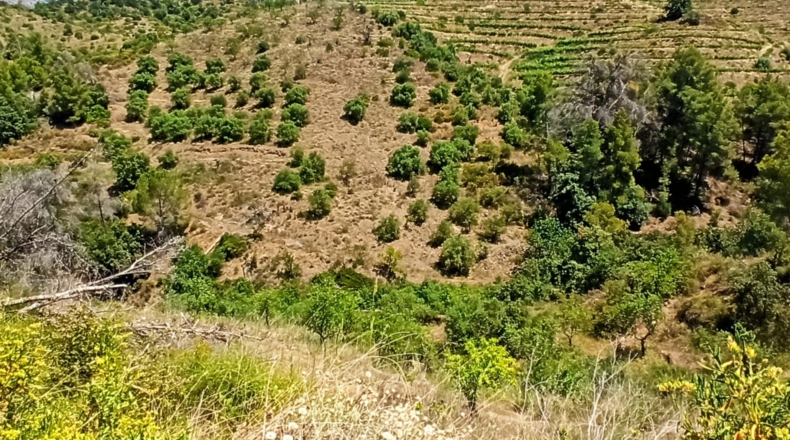 Tarragona - Gratallops - 43337m2