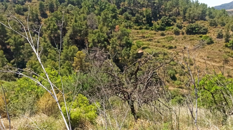 Tarragona - Gratallops - 43337m2