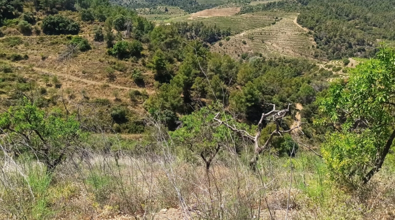 Tarragona - Gratallops - 43337m2