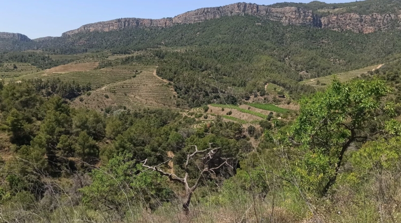 Tarragona - Gratallops - 43337m2