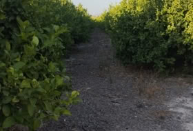 Campotéjar 44000&nbsp;m²
