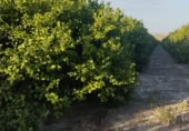 Terreno no urbanizable en venta en la Campotéjar Baja, Campotéjar, ref: TR413688 foto