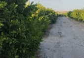 Terreno no urbanizable en venta en la Campotéjar Baja, Campotéjar, ref: TR413688 foto