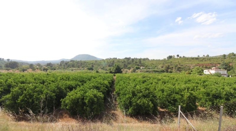 Valencia - Alborache - 17000m2