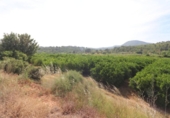 Non-developable land for sale on España, Alborache, ref: TR413698 photo