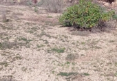 Detached villa with land for sale on España, Arico el Nuevo, ref: TR393448 photo