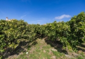 Suelo urbano en venta en la España, Talará, ref: TR408617 foto