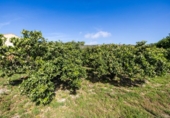 Suelo urbano en venta en la España, Talará, ref: TR408617 foto