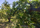 Suelo urbano en venta en la España, Talará, ref: TR408617 foto