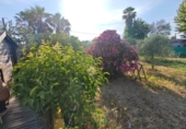Chalet independiente con terreno en venta en la España, Villanueva de la Serena, ref: TR413722 foto