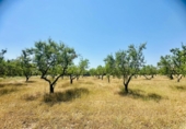 Masía con terreno en venta en Godall ref: TR413781 foto
