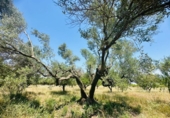 Masía con terreno en venta en Godall ref: TR413781 foto