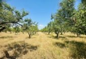 Masía con terreno en venta en Godall ref: TR413781 foto