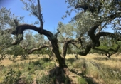 Masía con terreno en venta en Godall ref: TR413781 foto
