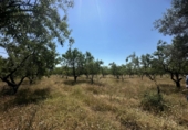 Masía con terreno en venta en Godall ref: TR413781 foto