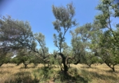 Masía con terreno en venta en Godall ref: TR413781 foto