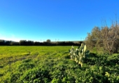 Masia with land for sale in Antequera ref: TR412995 photo