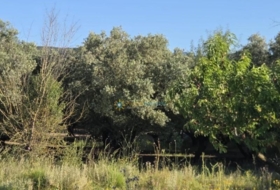 Ador 5459&nbsp;m²