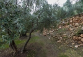 Non-developable land for sale on España, Pinos del Valle, ref: TR413820 photo