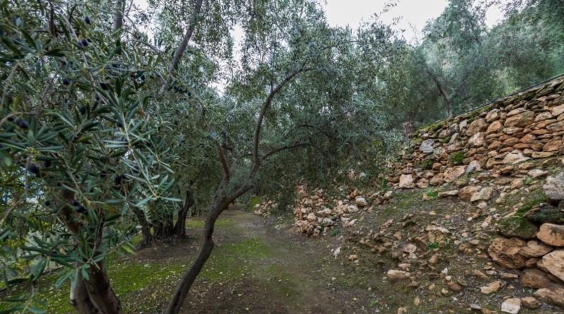 Granada - Pinos del Valle - 9018m2