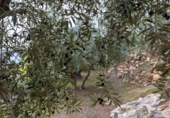 Non-developable land for sale on España, Pinos del Valle, ref: TR413820 photo