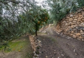 Non-developable land for sale on España, Pinos del Valle, ref: TR413820 photo