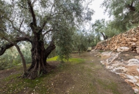 Pinos del Valle 9018&nbsp;m²