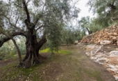 Non-developable land for sale on España, Pinos del Valle, ref: TR413820 photo