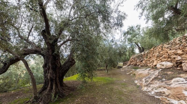 Granada - Pinos del Valle - 9018m2