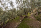 Non-developable land for sale on España, Pinos del Valle, ref: TR413820 photo
