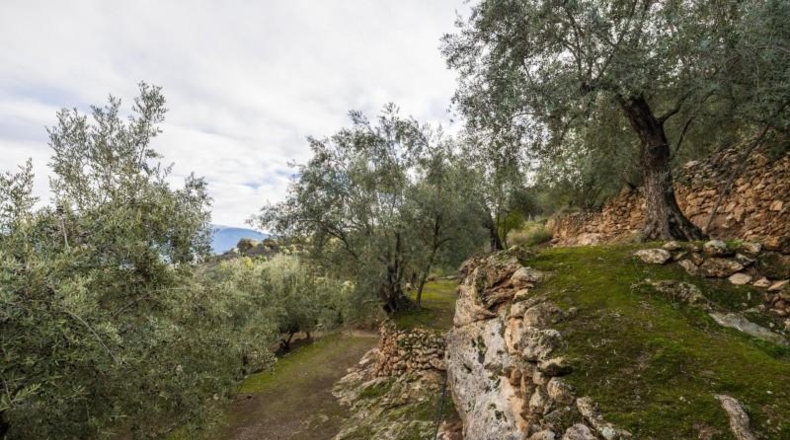 Granada - Pinos del Valle - 9018m2
