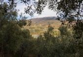 Non-developable land for sale on España, Pinos del Valle, ref: TR413820 photo