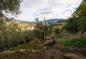 Non-developable land for sale on España, Pinos del Valle, ref: TR413820 photo