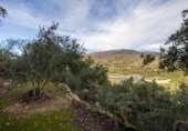 Non-developable land for sale on España, Pinos del Valle, ref: TR413820 photo