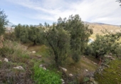 Non-developable land for sale on España, Pinos del Valle, ref: TR413820 photo