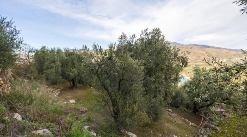 Granada - Pinos del Valle - 9018m2