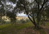 Non-developable land for sale on España, Pinos del Valle, ref: TR413820 photo
