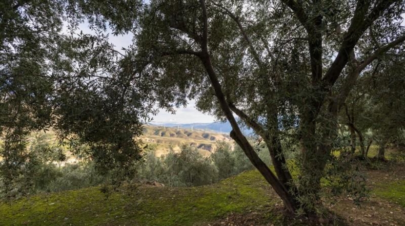 Granada - Pinos del Valle - 9018m2
