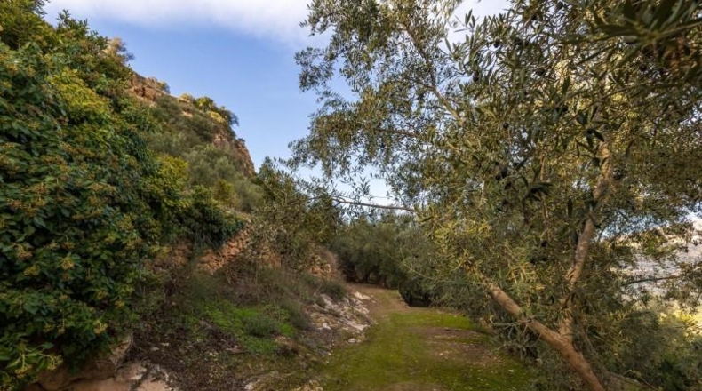 Granada - Pinos del Valle - 9018m2