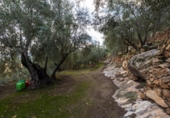 Non-developable land for sale on España, Pinos del Valle, ref: TR413820 photo