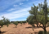 Non-developable land for sale on España, Cehegín, ref: TR413835 photo
