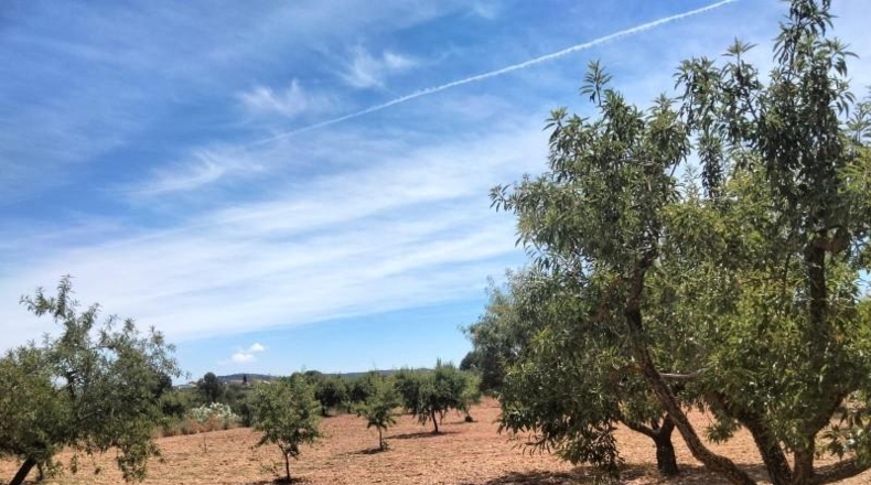 Murcia - Cehegín - 33460m2