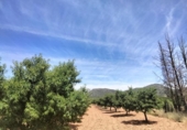 Non-developable land for sale on España, Cehegín, ref: TR413835 photo