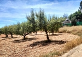 Non-developable land for sale on España, Cehegín, ref: TR413835 photo