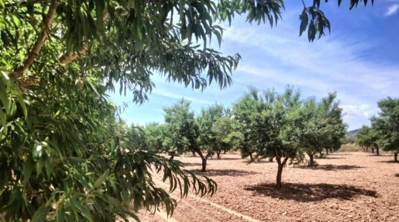 Murcia - Cehegín - 33460m2