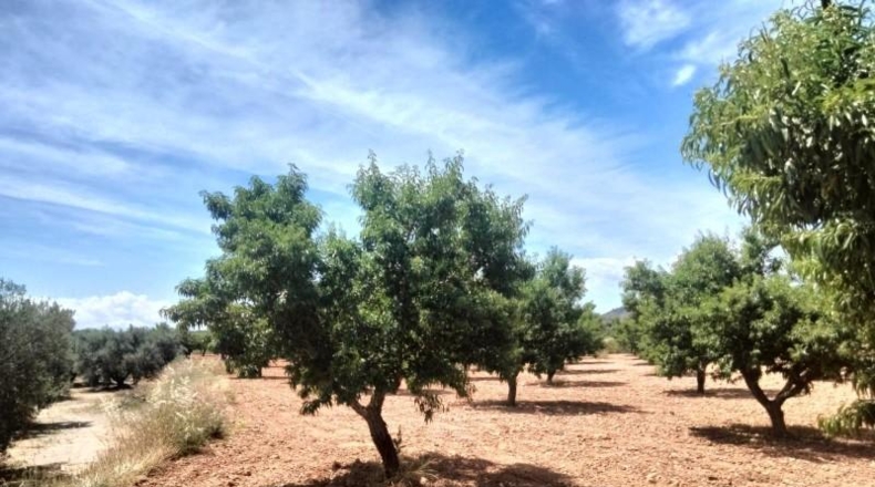 Murcia - Cehegín - 33460m2
