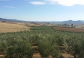 Terreno no urbanizable en venta en la España, Belmez, ref: TR413840 foto