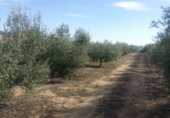 Terreno no urbanizable en venta en la España, Belmez, ref: TR413840 foto