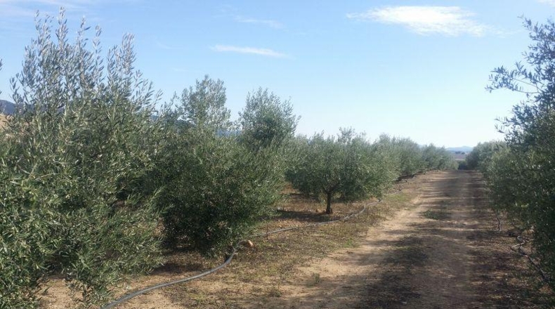 Córdoba - Belmez - 34000m2