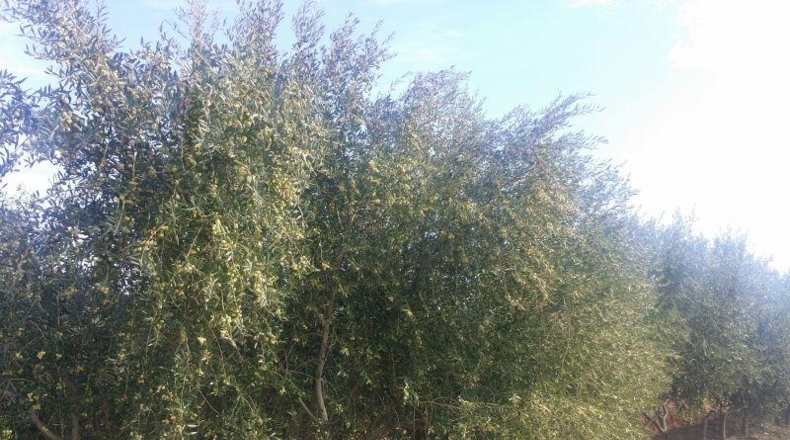 Córdoba - Belmez - 34000m2